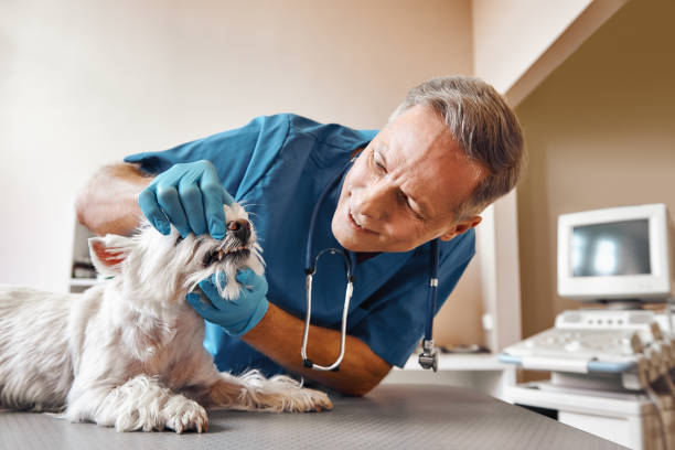 Best Walk-In Emergency Dentist in Bentleyville, PA